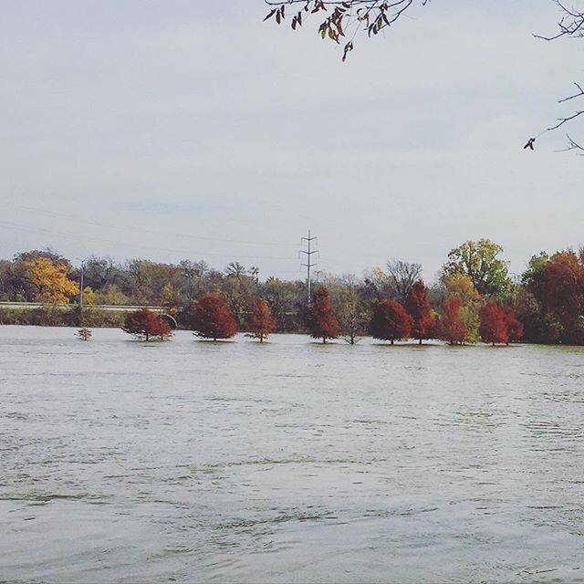 VIEW OF TREES BY SEA