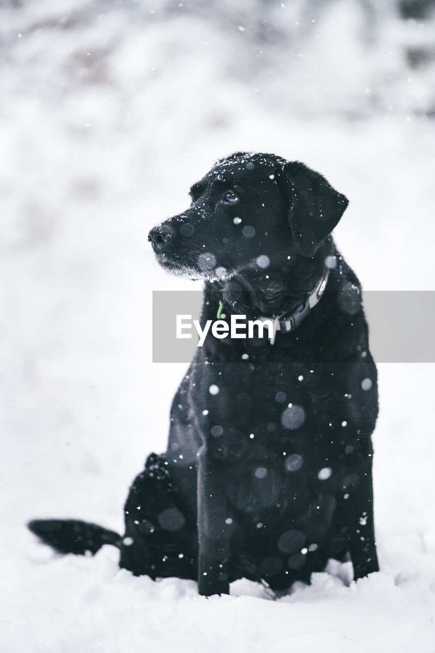 Portrait of black labrador dog in the winter snow