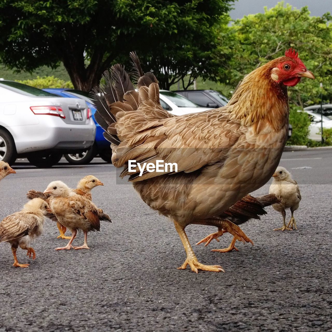 Close-up of hen and baby chickens on street 