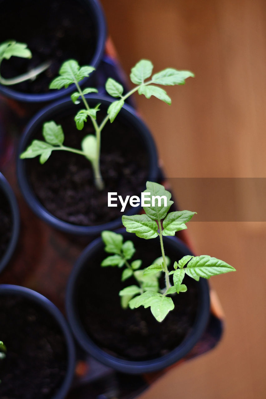 Tomatoes growing in a home garden indoors