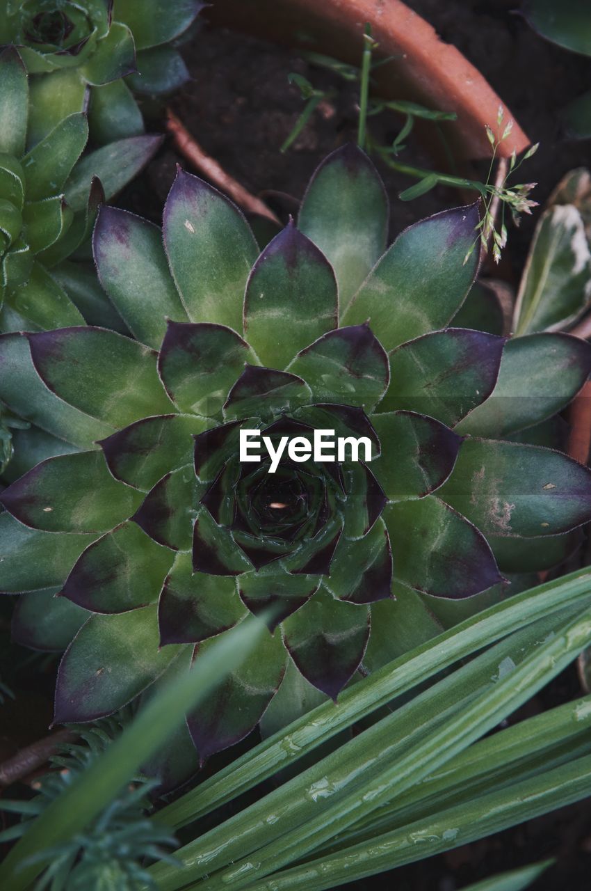 HIGH ANGLE VIEW OF SUCCULENT PLANTS