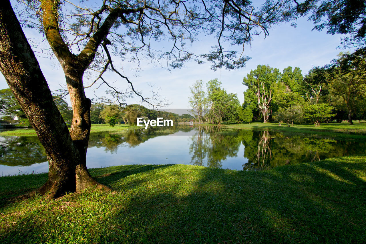 Reflection of trees in lake