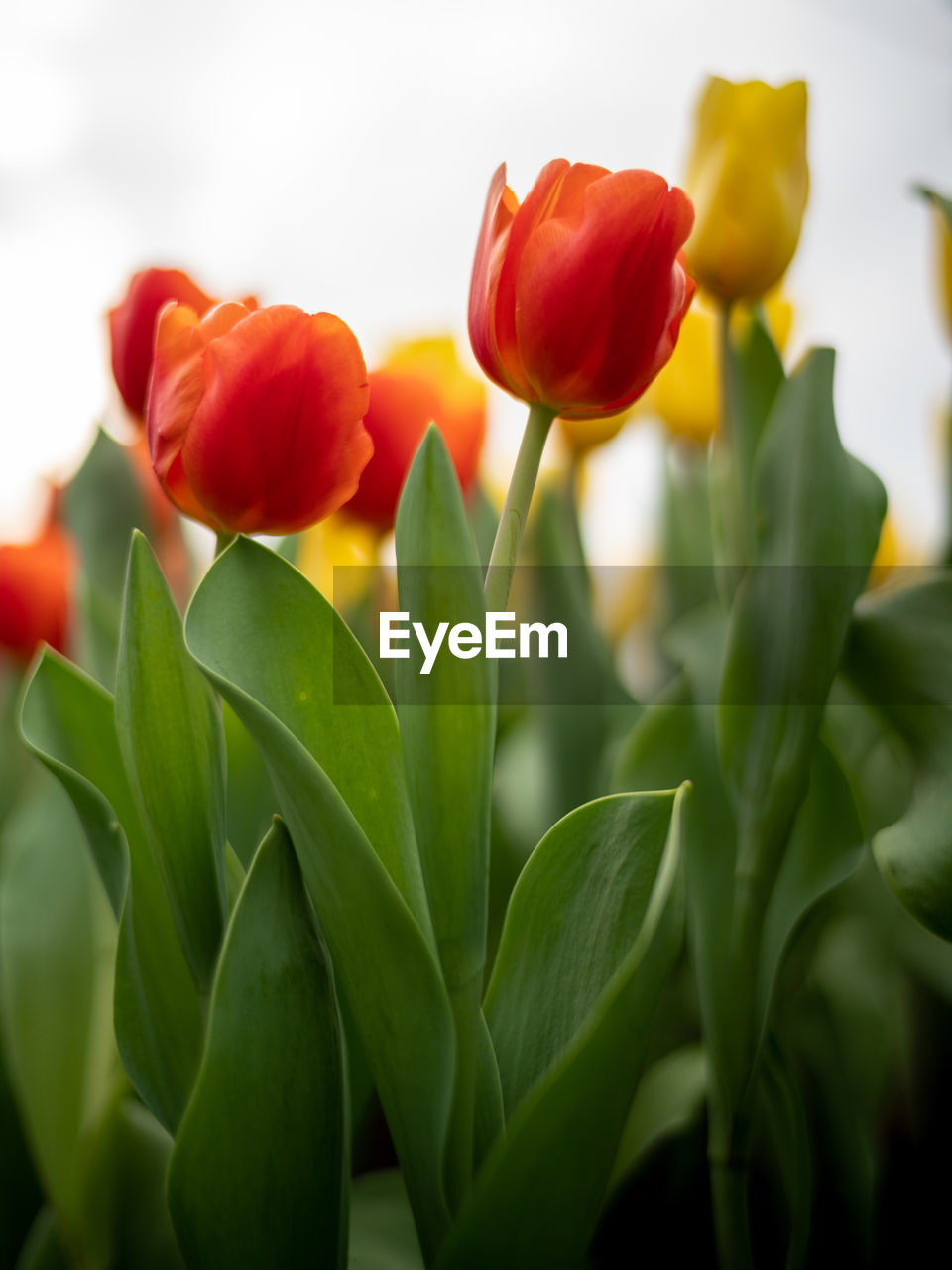 plant, flower, flowering plant, tulip, beauty in nature, freshness, nature, plant part, close-up, leaf, yellow, green, petal, flower head, red, no people, inflorescence, growth, multi colored, fragility, springtime, outdoors, vibrant color, macro photography, blossom, focus on foreground, selective focus