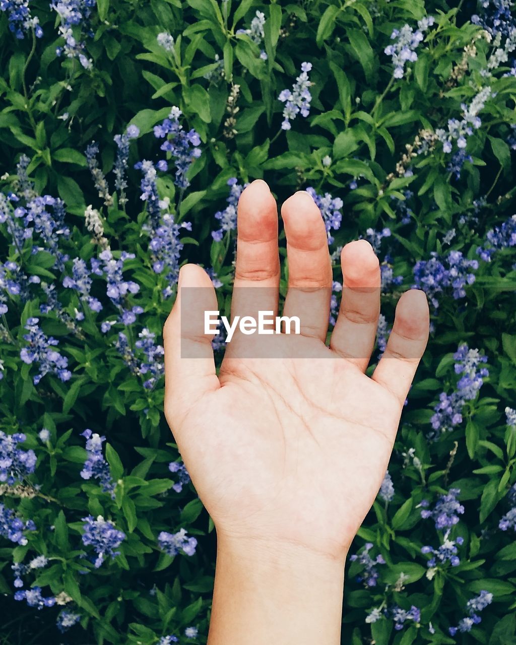 Close-up of cropped hand holding purple flowers
