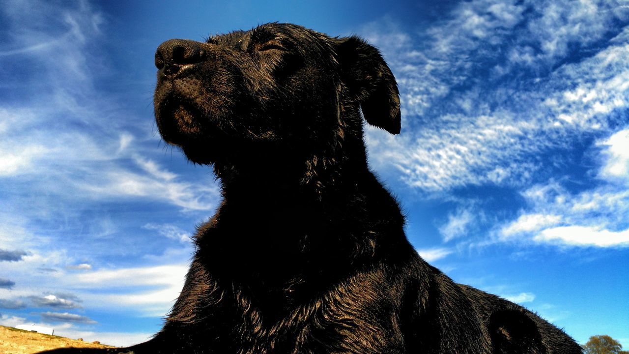 LOW ANGLE CLOSE-UP OF HORSE AGAINST SKY