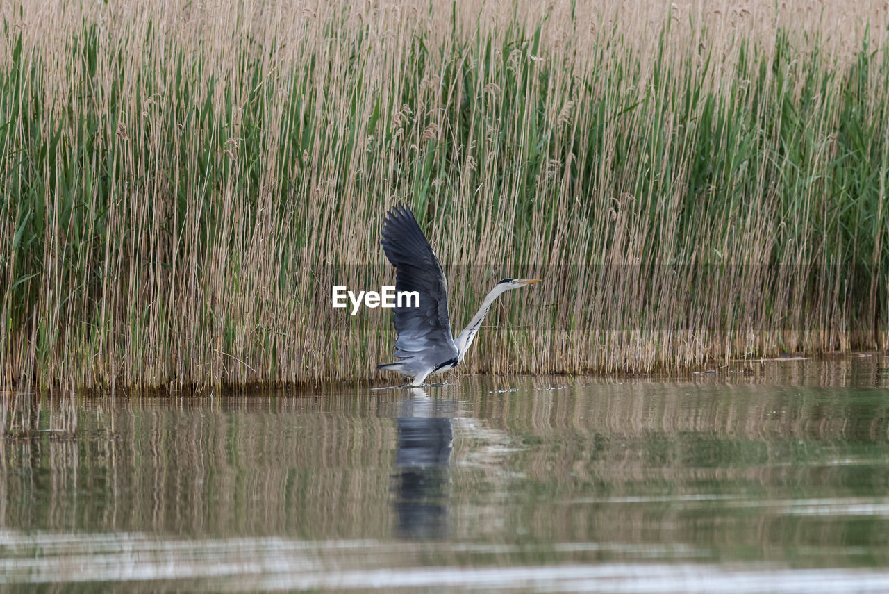 HERON ON LAKE