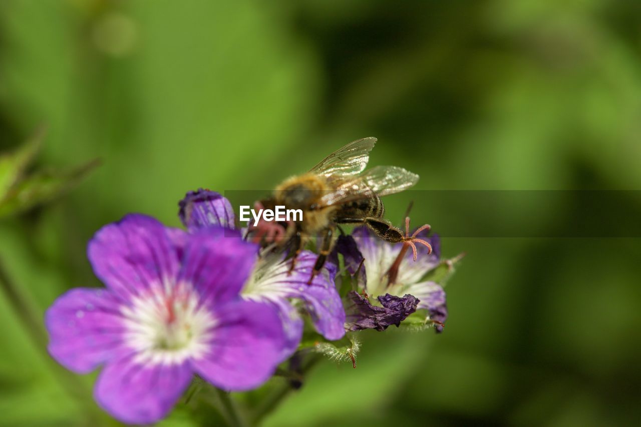 Close-up of bee pollinating on purple flower