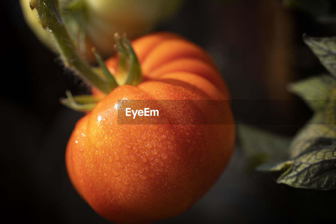 Ripe tomato on the vine.