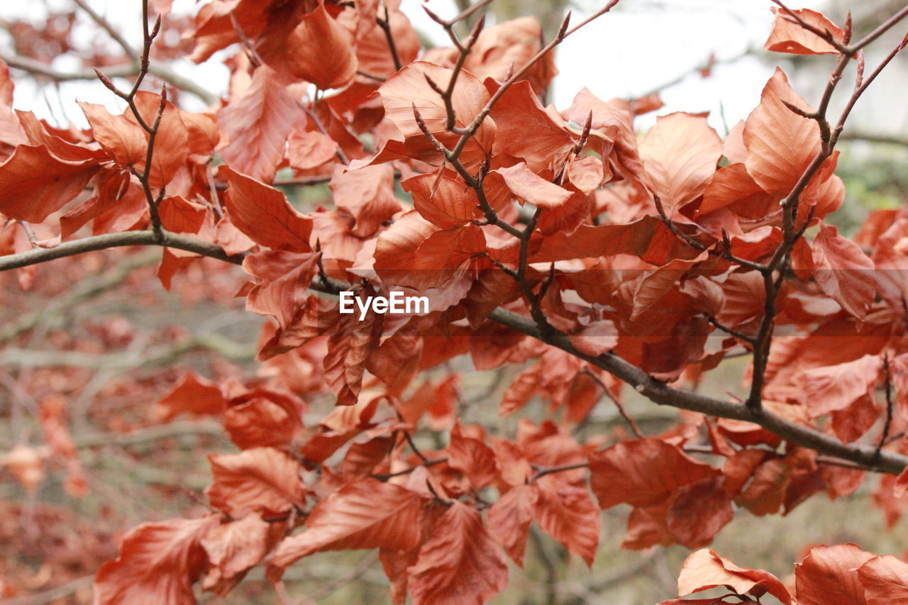 Close-up of autumns leaves on tree