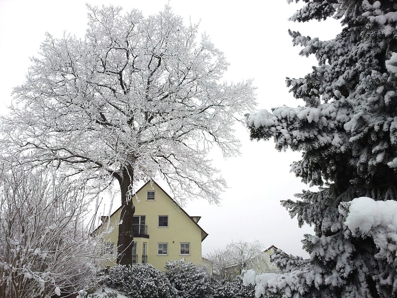 Frozen trees by house against sky