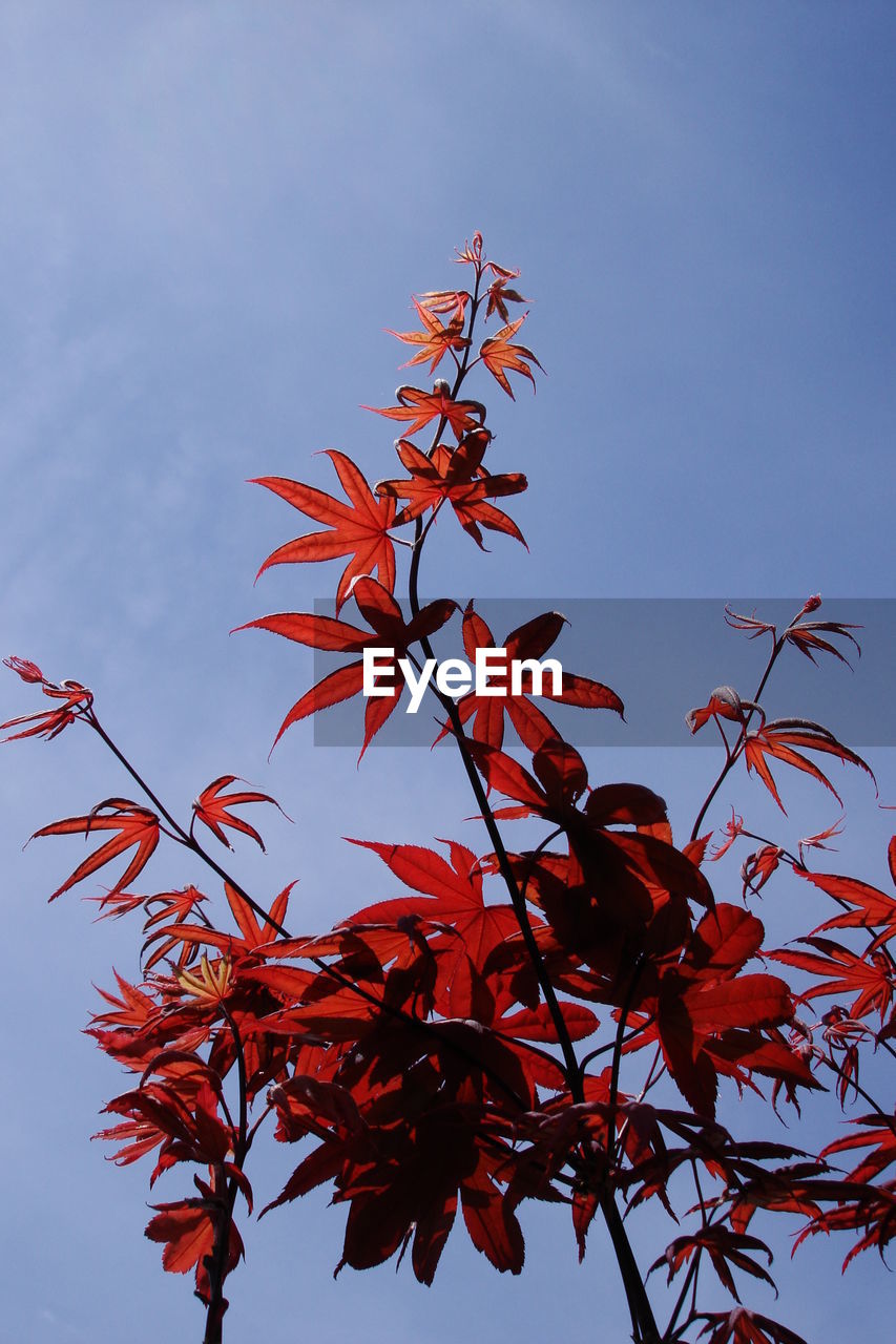 Low angle view of red autumn tree against sky