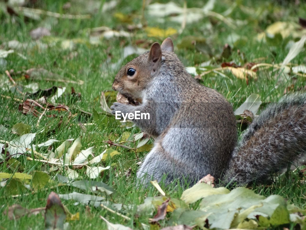 CLOSE-UP OF SQUIRREL IN FIELD