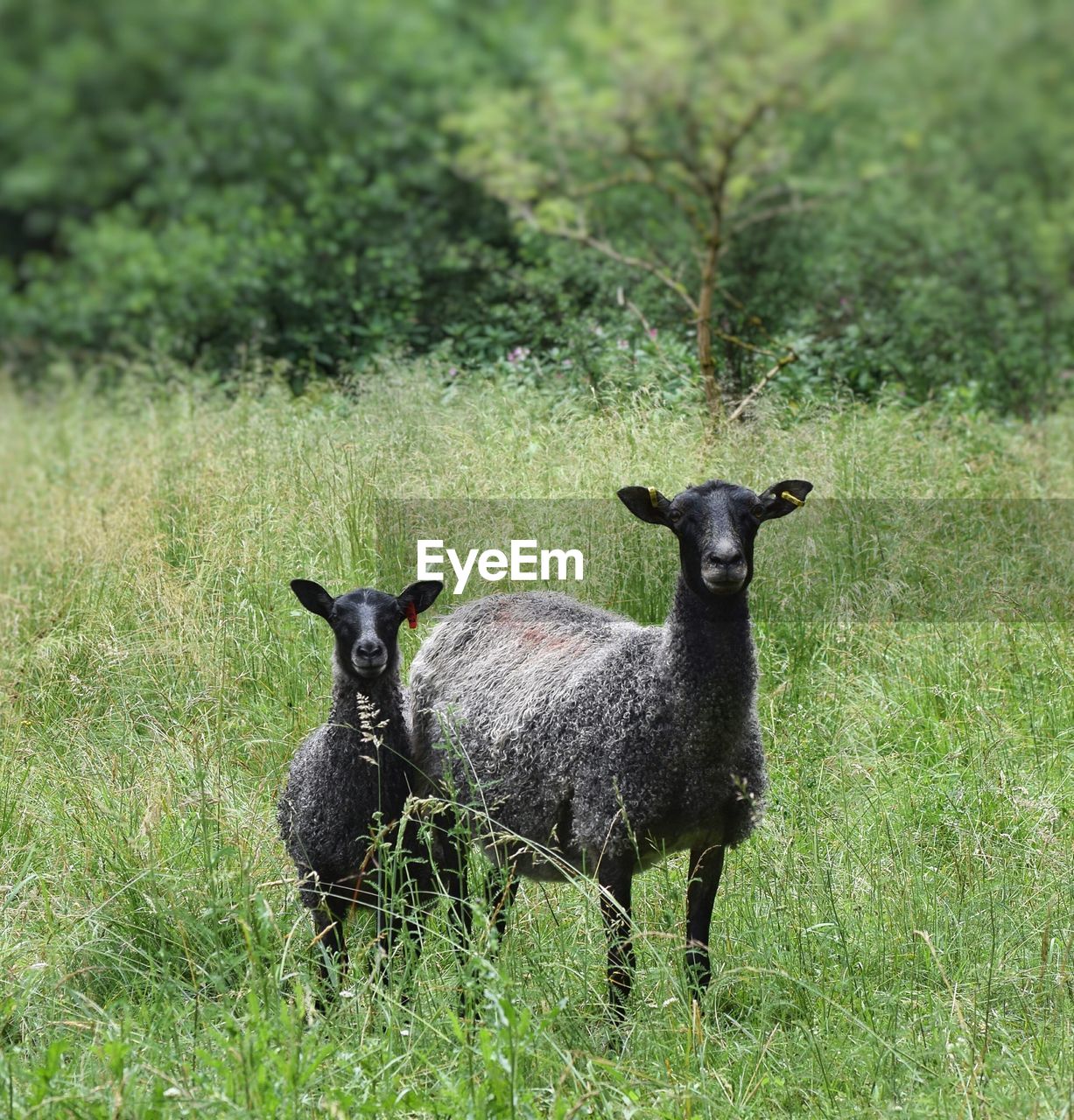 PORTRAIT OF SHEEP ON GRASS FIELD