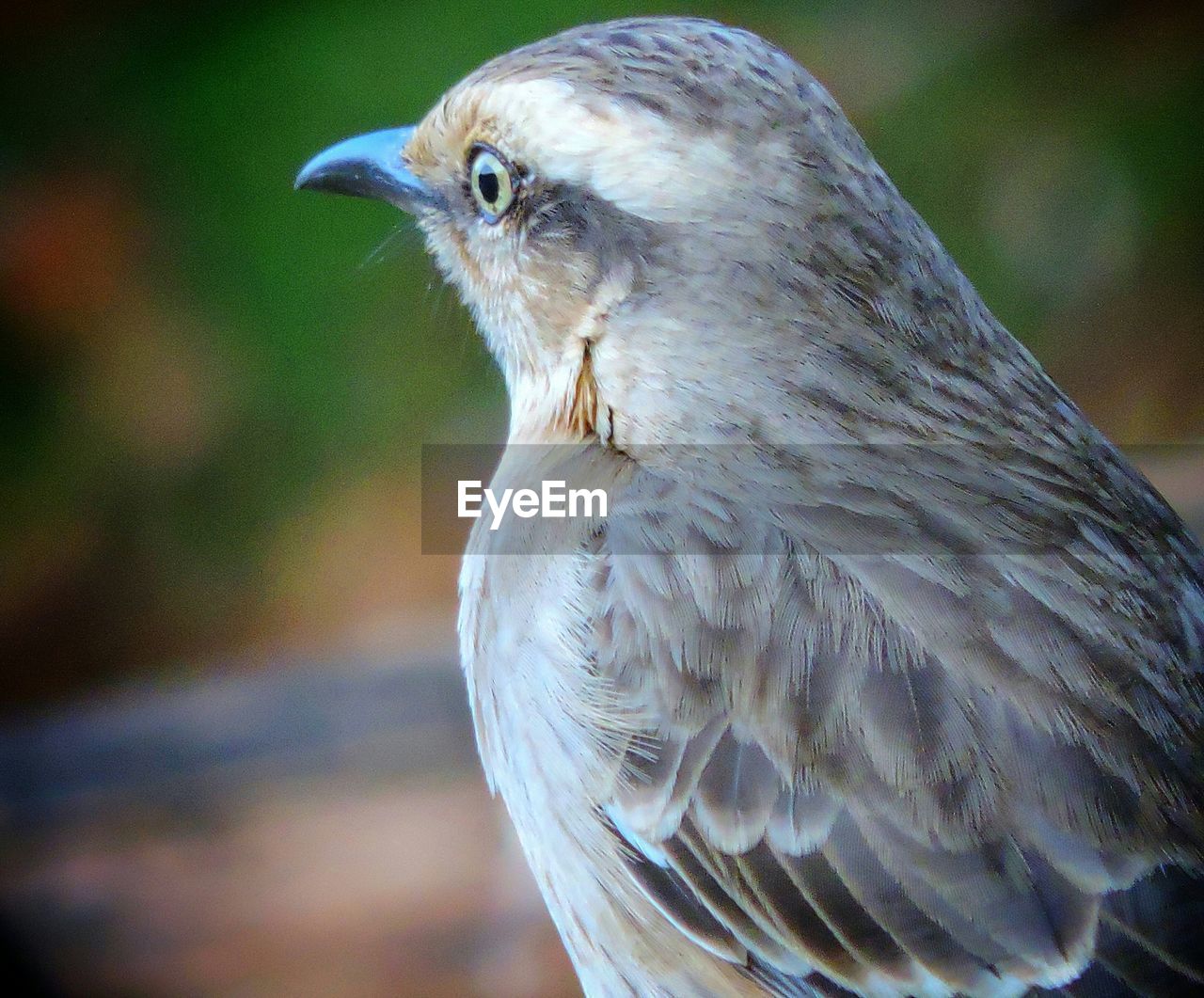 CLOSE-UP OF EAGLE OUTDOORS