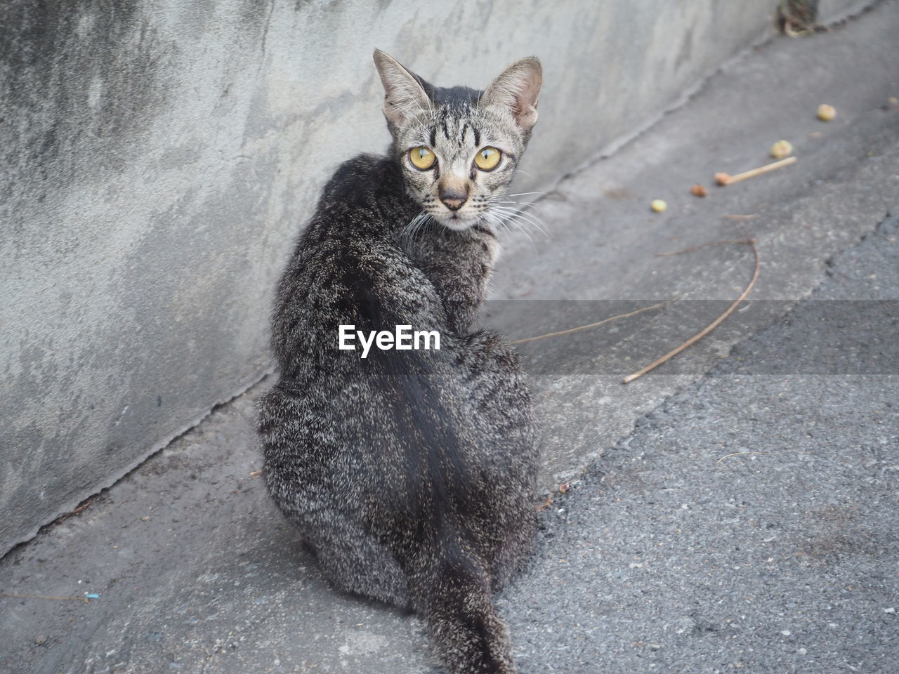 HIGH ANGLE VIEW PORTRAIT OF TABBY CAT ON STREET