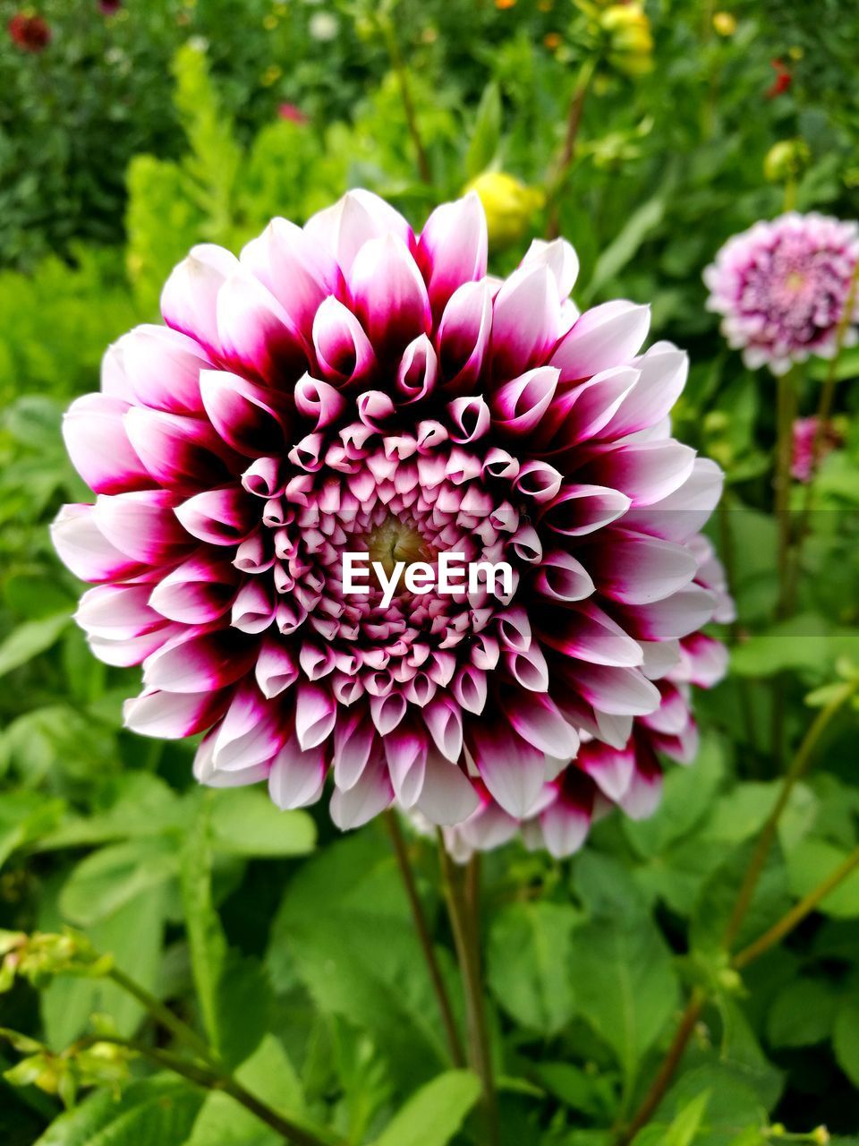 CLOSE-UP OF FRESH PURPLE FLOWER BLOOMING IN PARK