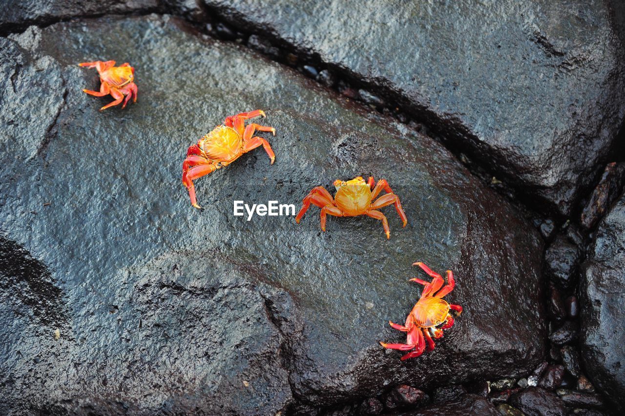 Sally light foot crabs galápagos islands 