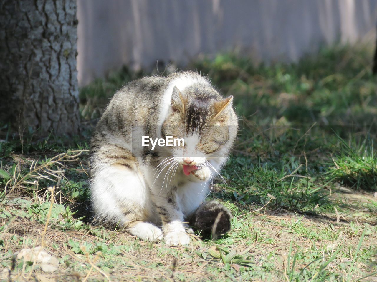 View of a cat on field