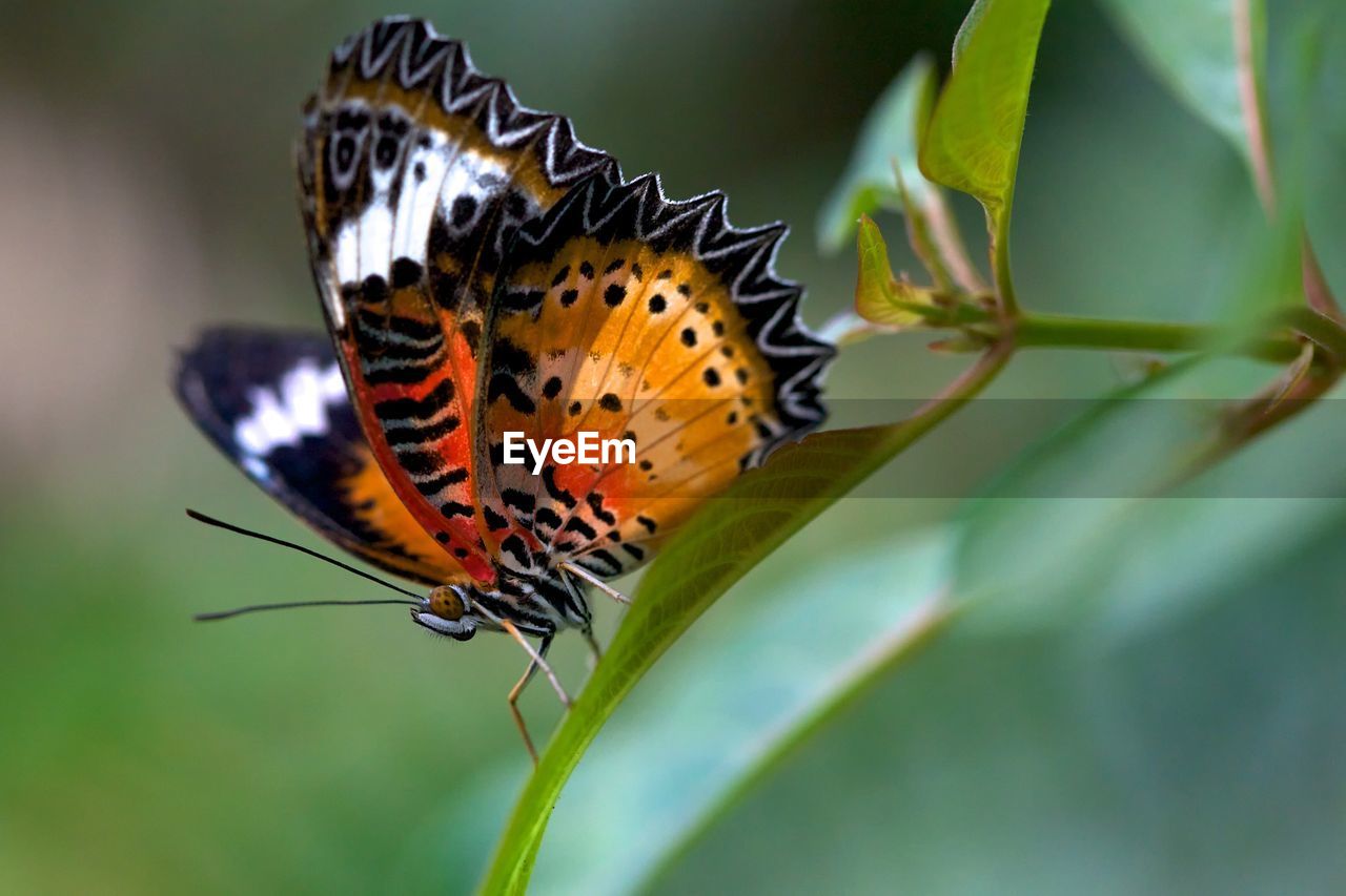 Red Lacewing, Cethosia biblis. Animals In The Wild Animal Themes Insect Butterfly - Insect Cethosia Biblis Butterfly Butterfly Collection Butterflies One Animal Close-up Macro_collection Macro Photography Macro Animal Wildlife Nature Leaf Spread Wings Fragility