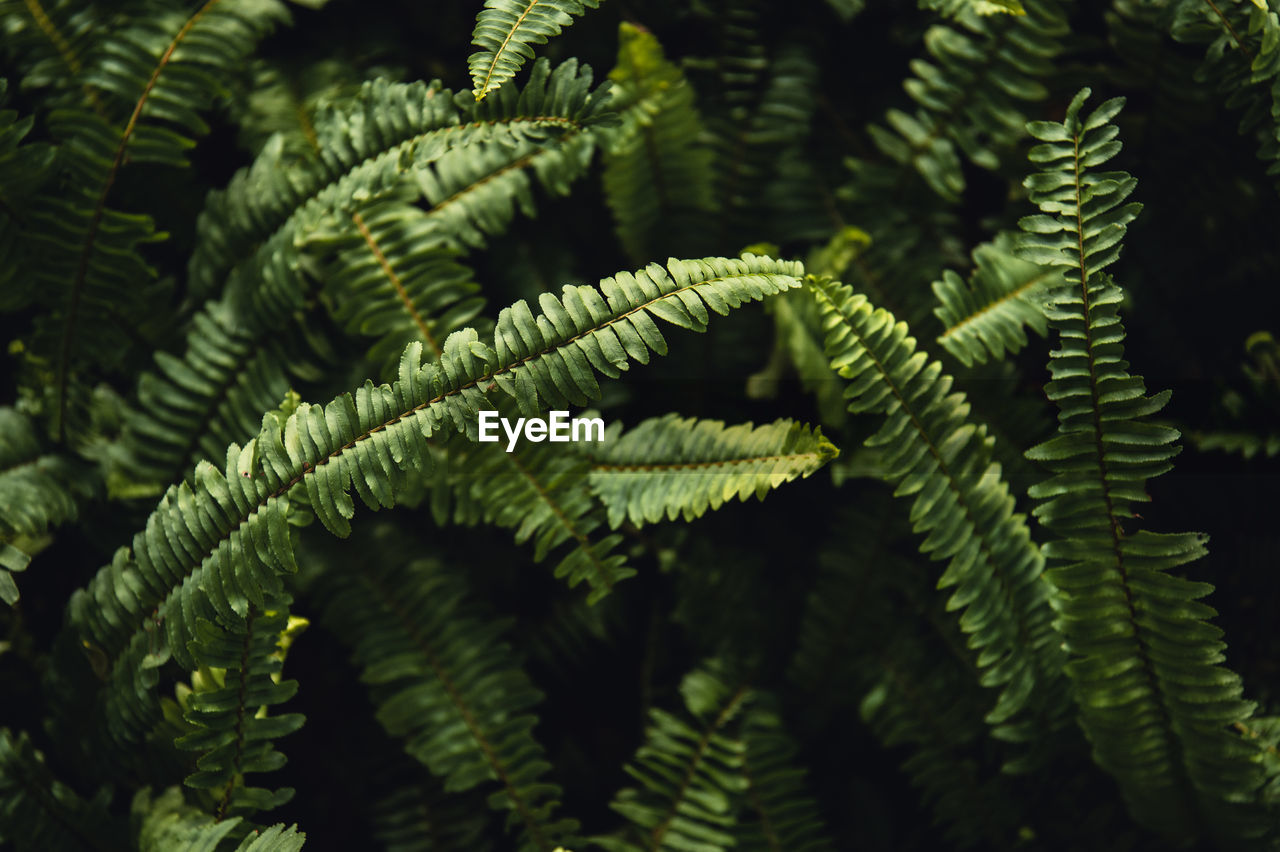 Close-up nature view of green leaf background and palm trees