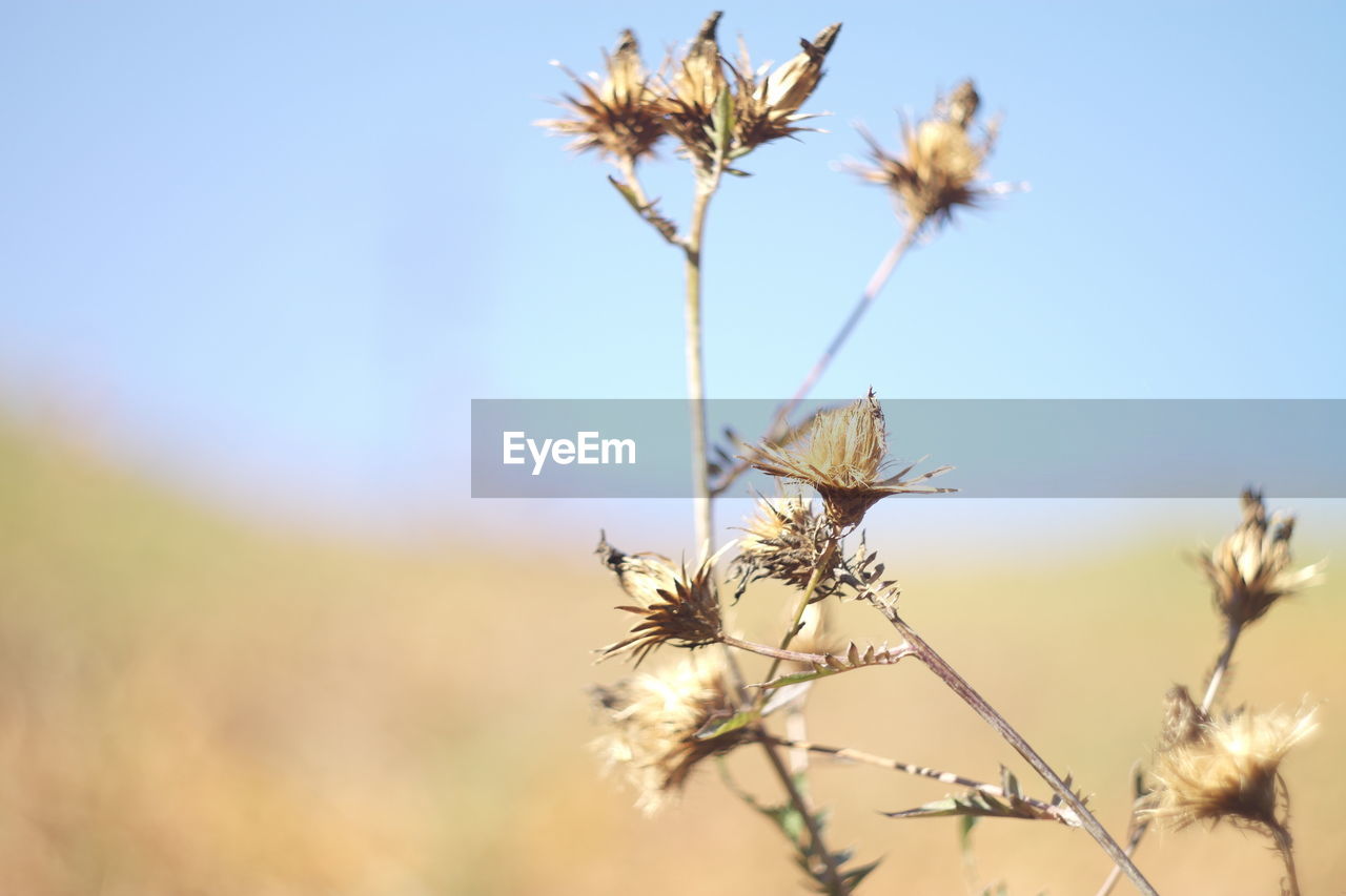 CLOSE-UP OF WILTED FLOWER AGAINST SKY