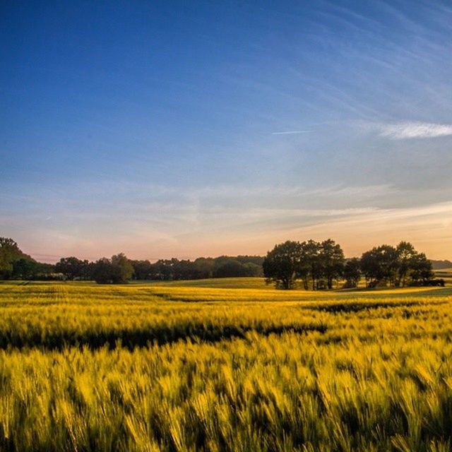 SCENIC VIEW OF RURAL LANDSCAPE