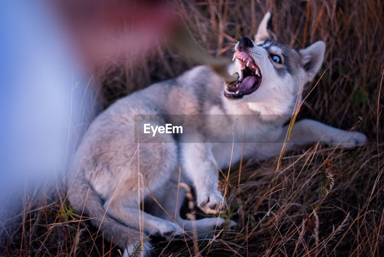 High angle view of dog barking on grassy land