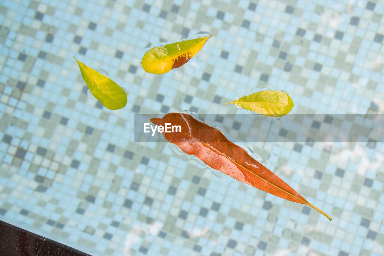 HIGH ANGLE VIEW OF LEAVES FLOATING ON WATER