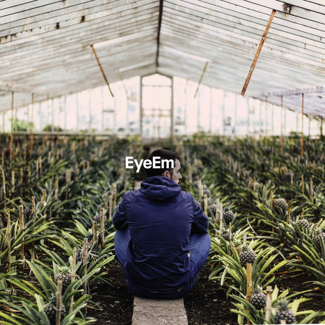Rear view of young man sitting amidst plants in greenhouse