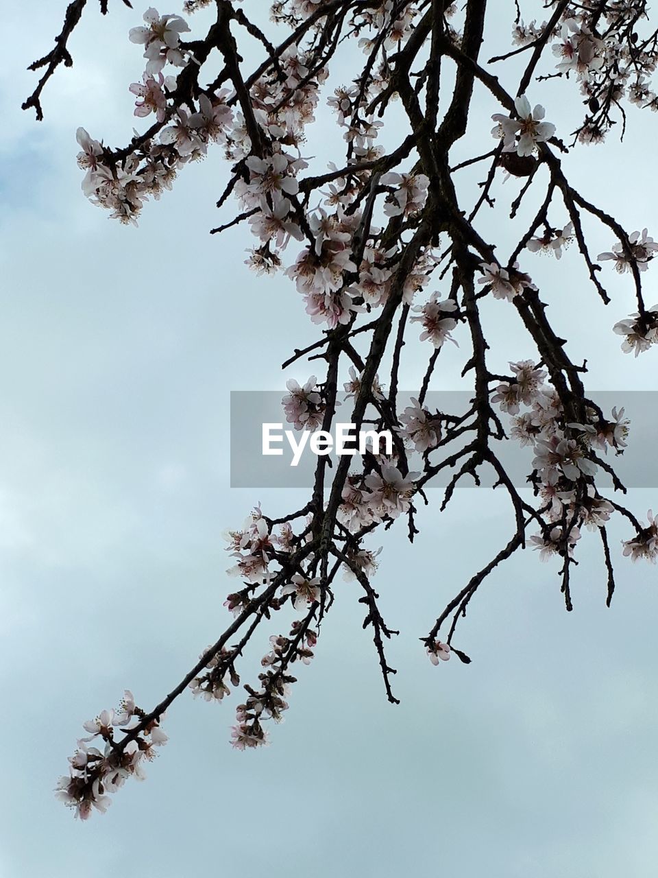 LOW ANGLE VIEW OF CHERRY BLOSSOMS IN SPRING AGAINST SKY