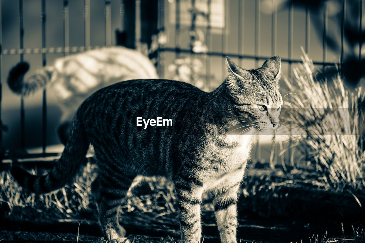 CLOSE-UP OF A RELAXED CAT LOOKING AWAY AT HOME