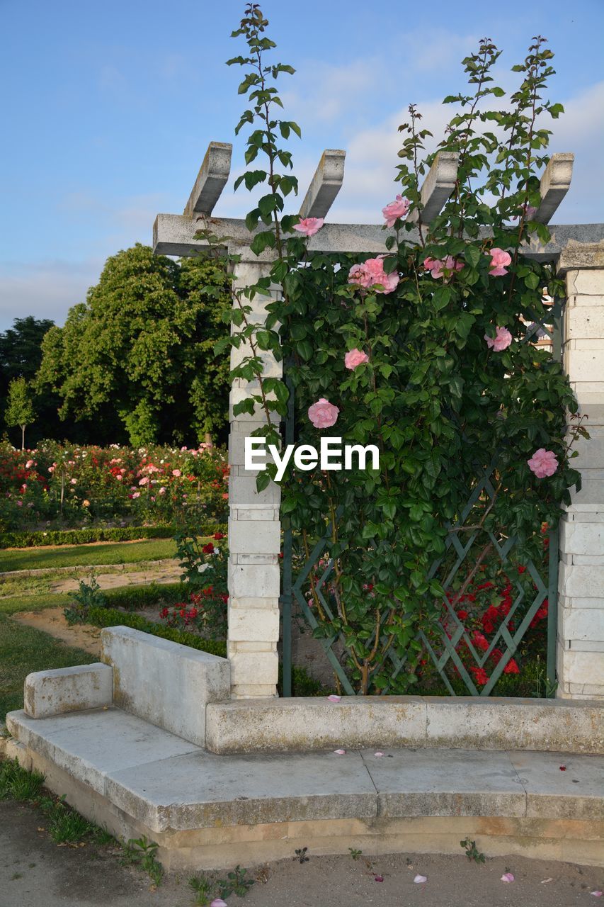 VIEW OF PLANTS WITH TREES IN FOREGROUND