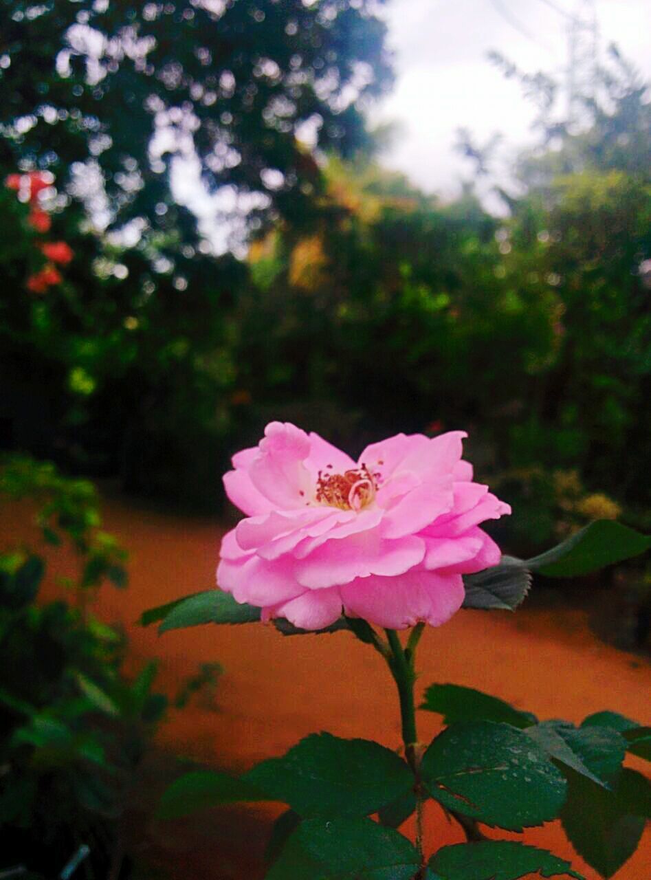 CLOSE-UP OF PINK FLOWERS BLOOMING