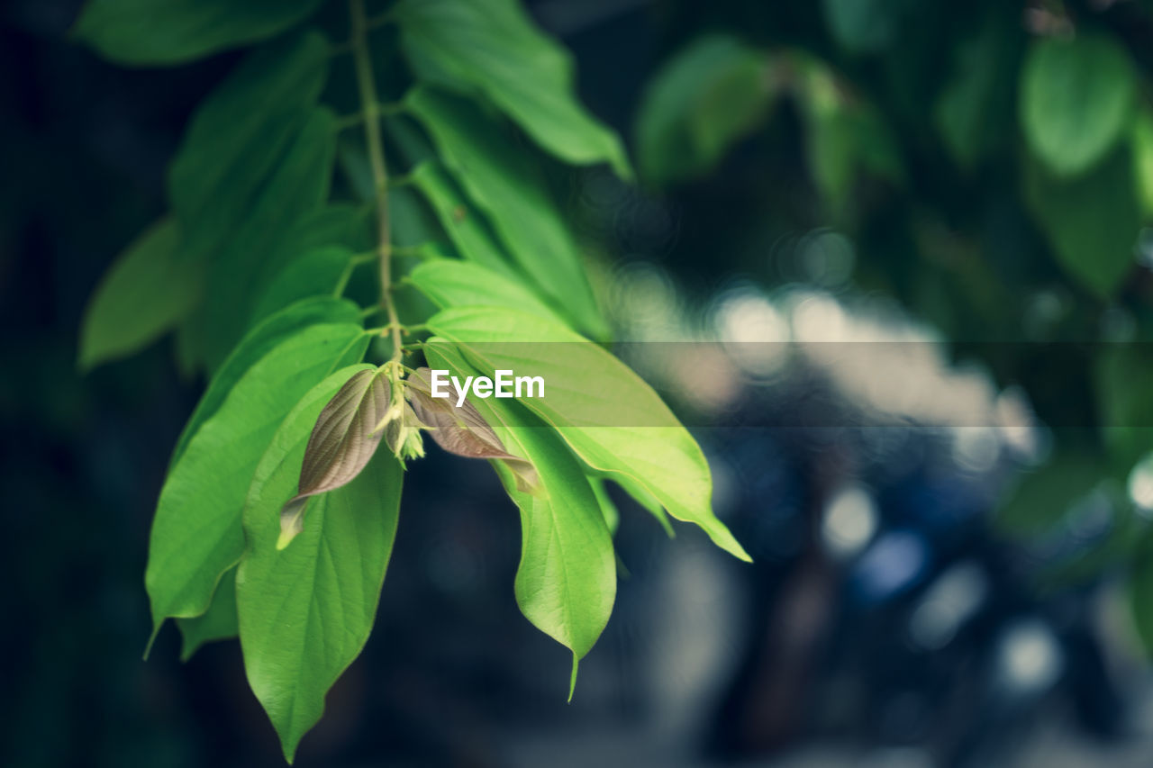 CLOSE-UP OF GREEN INSECT ON LEAVES