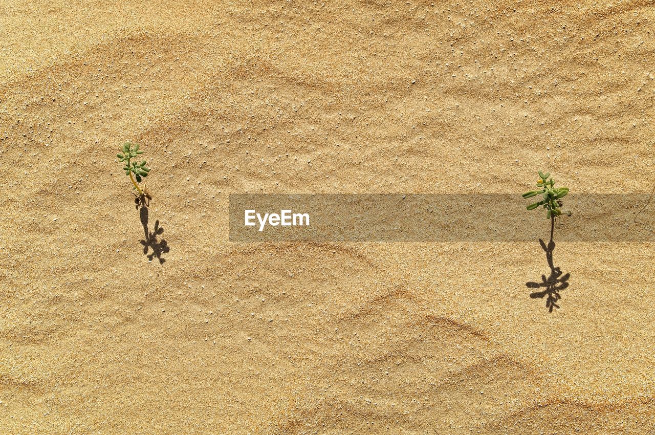 High angle view of plants on sand