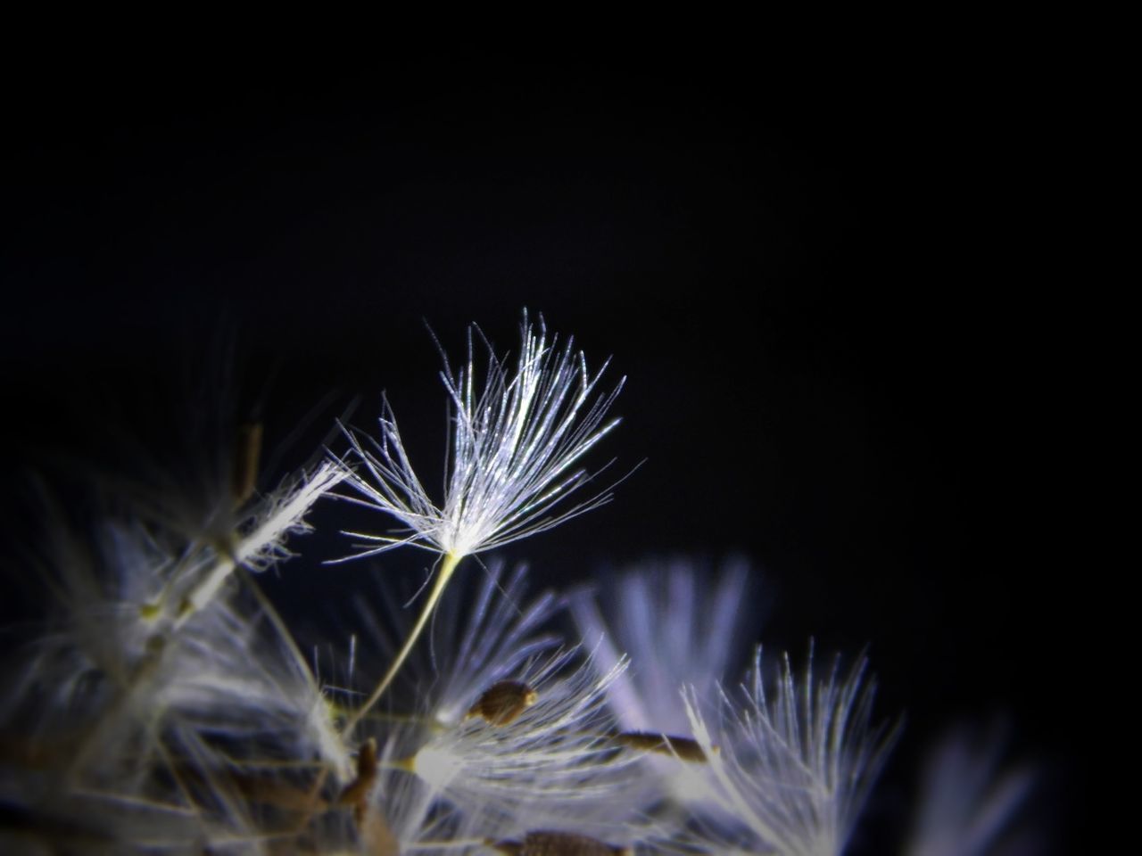 Close-up of dandelion seeds against black background