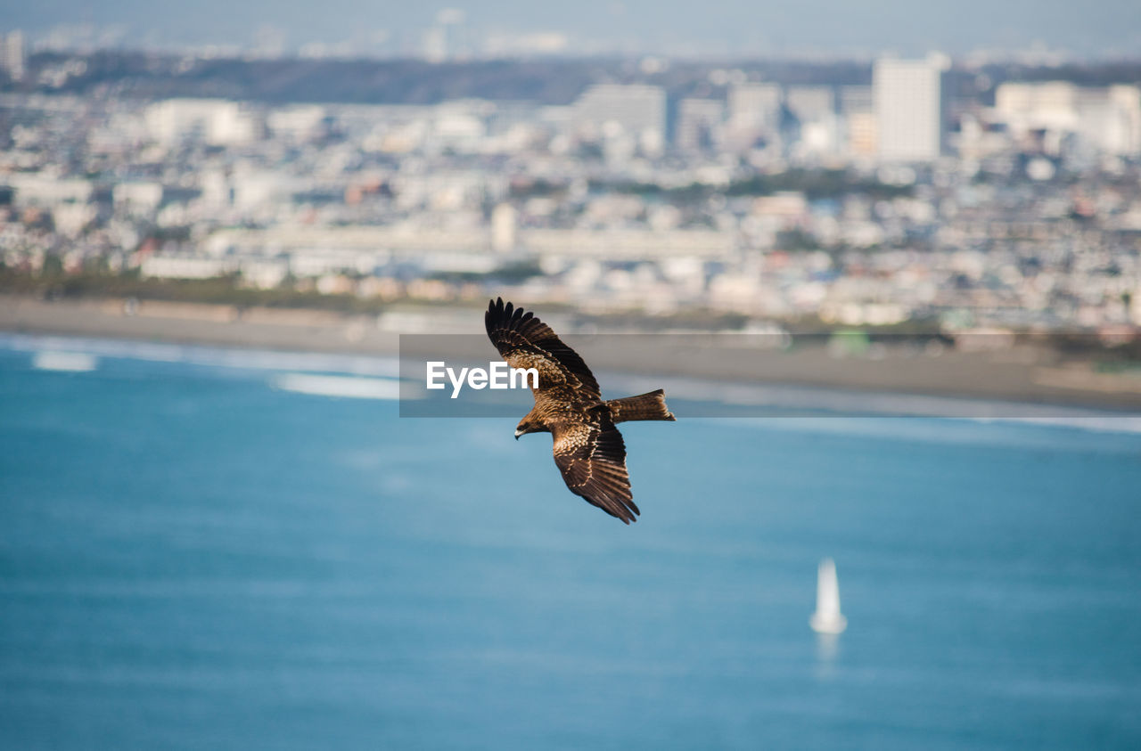 Japanese seahawk