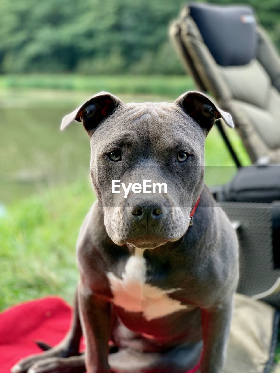 CLOSE-UP PORTRAIT OF DOG BY FIELD