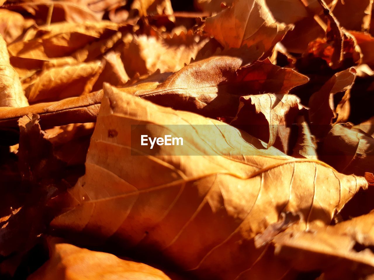 Close-up of dried leaves during autumn