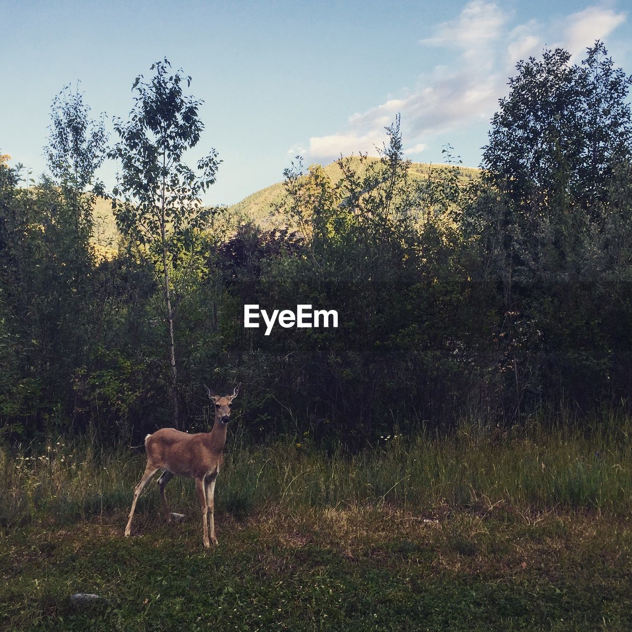 Deer standing in field against sky