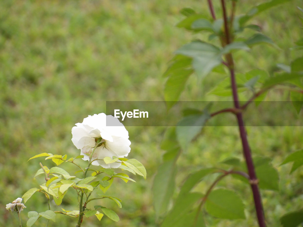 CLOSE-UP OF WHITE CHERRY BLOSSOM PLANT
