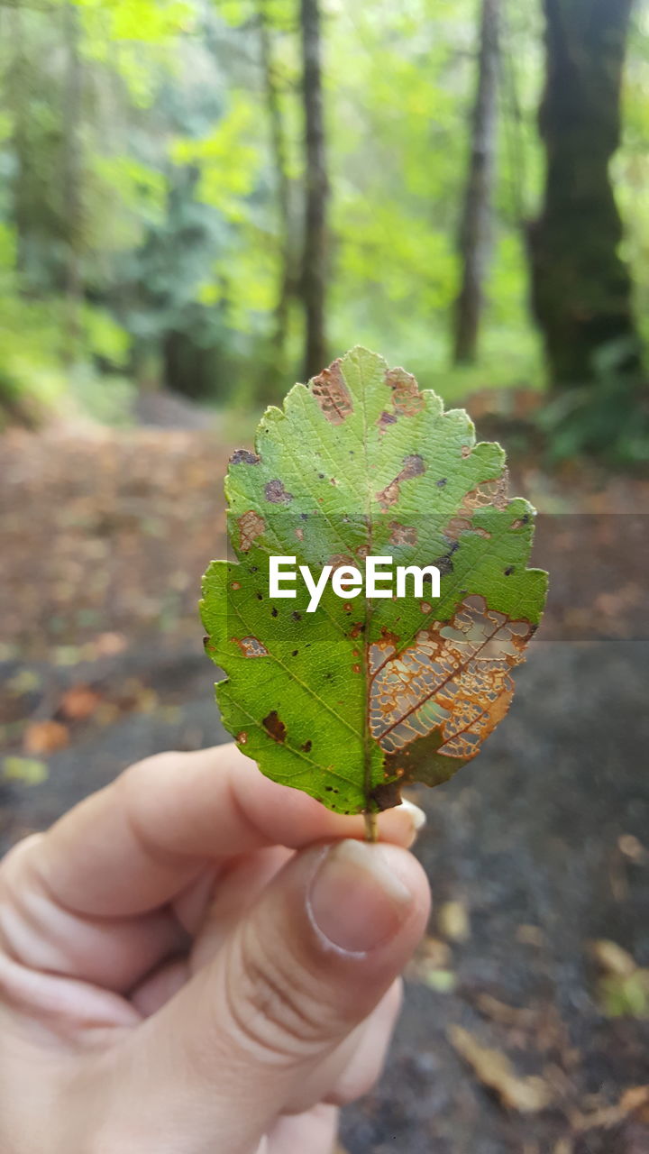 Cropped hand holding dry leaf