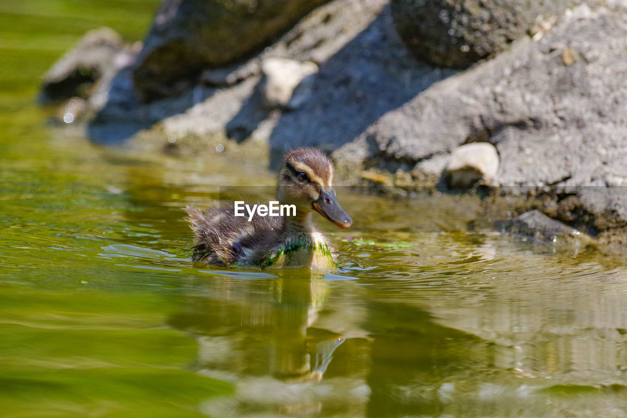 DUCK IN A LAKE