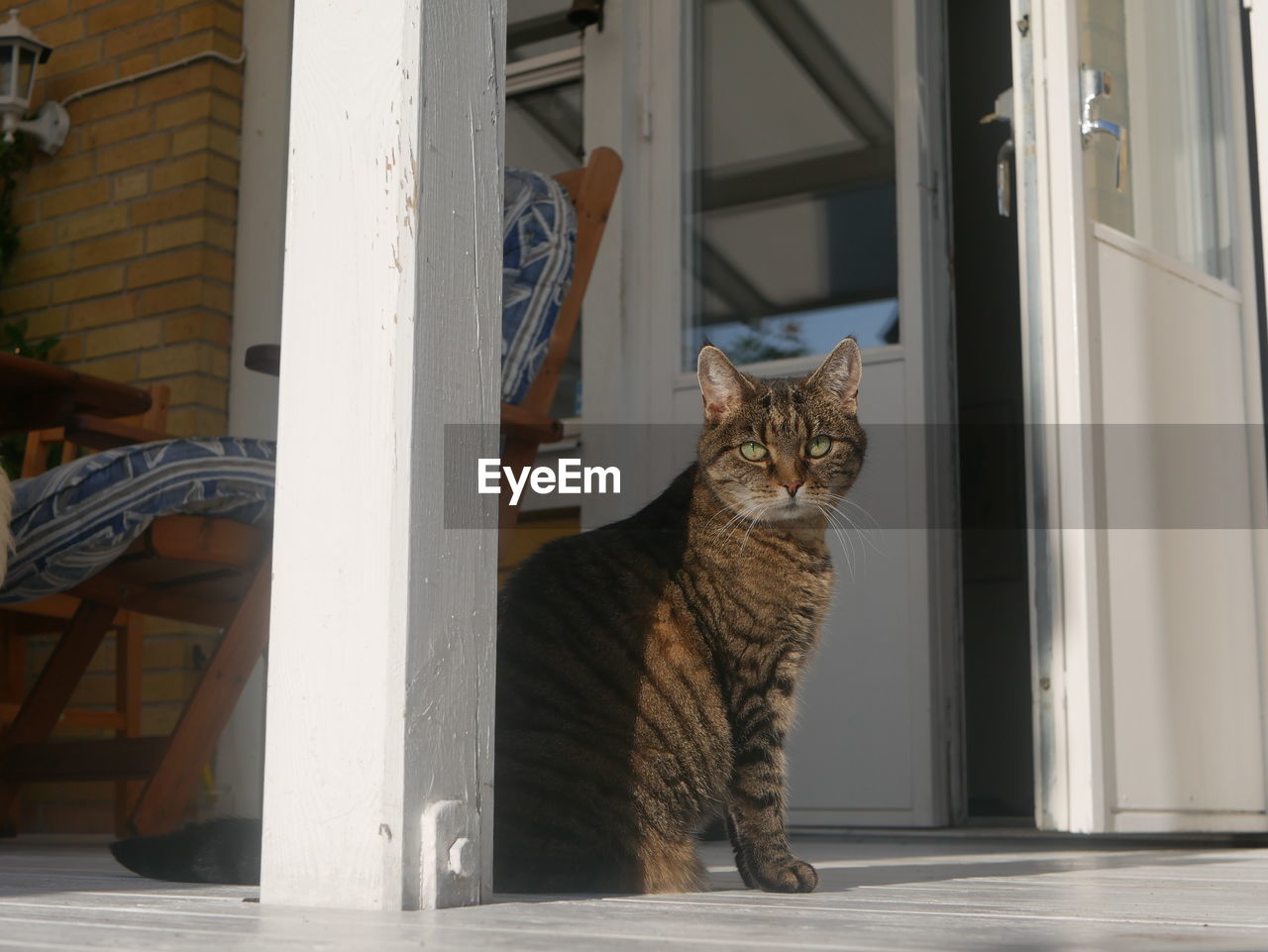 CAT LOOKING AT ENTRANCE OF BUILDING