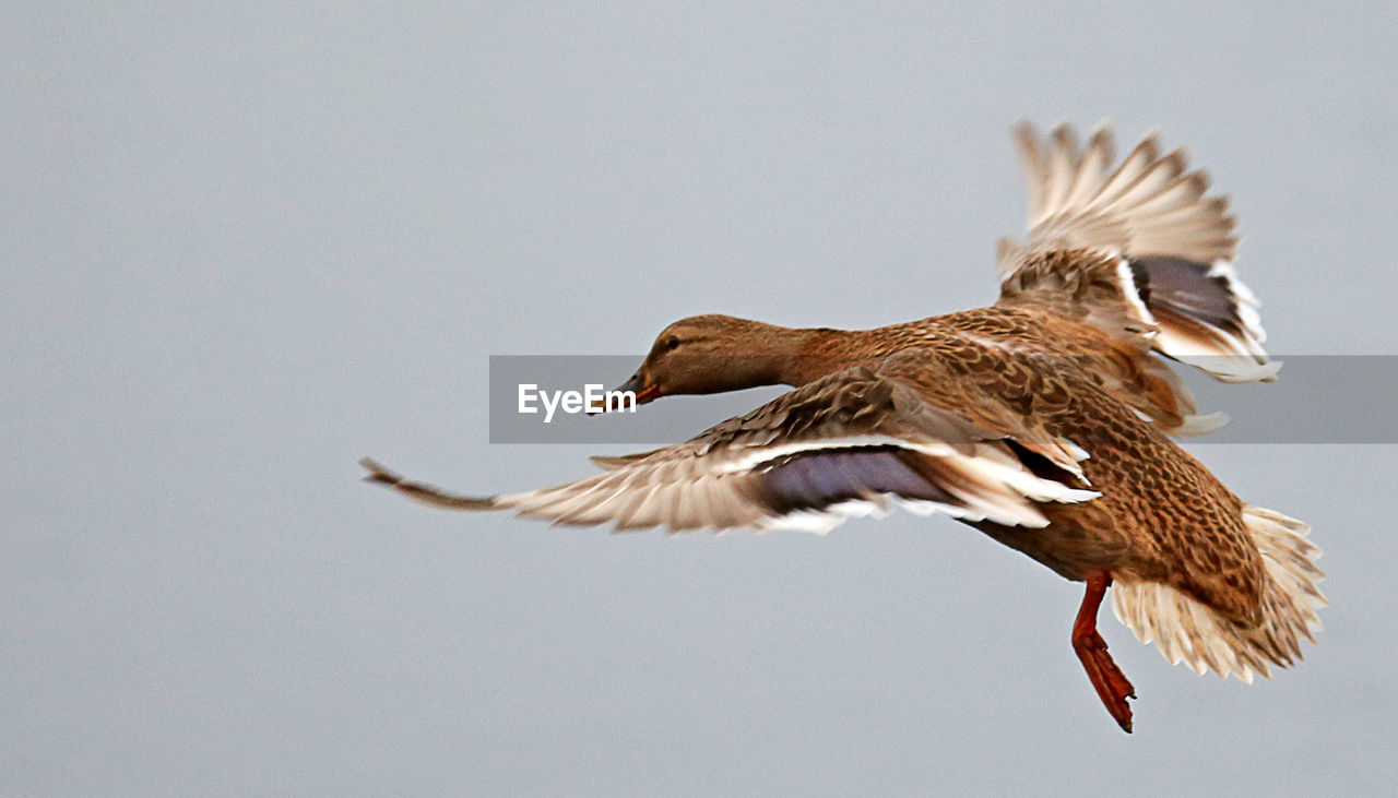 LOW ANGLE VIEW OF EAGLE FLYING