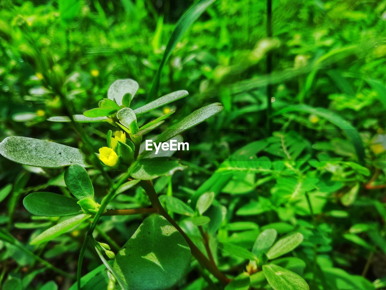 CLOSE-UP OF FRESH GREEN PLANT IN SUNLIGHT