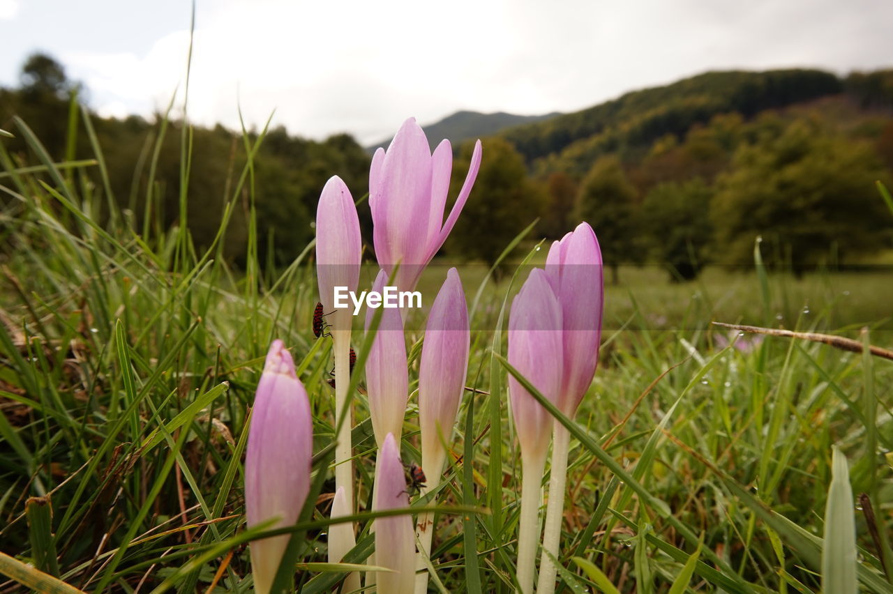 CLOSE-UP OF PURPLE CROCUS FLOWERS GROWING ON FIELD