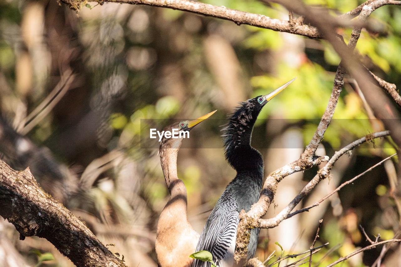 Courting anhingas bird called anhinga anhinga and snakebird in the corkscrew swamp sanctuary 