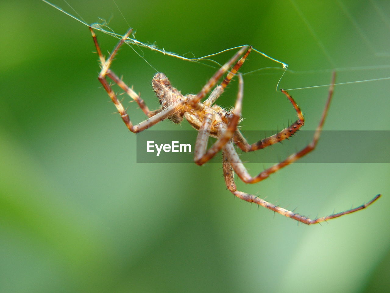 Close-up of spider on web