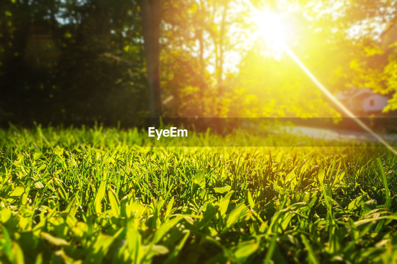 CLOSE-UP OF GRASS GROWING ON FIELD